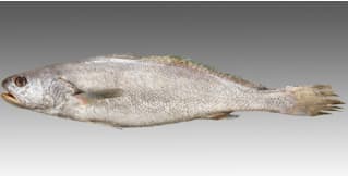 Bamboo Salted Croaker